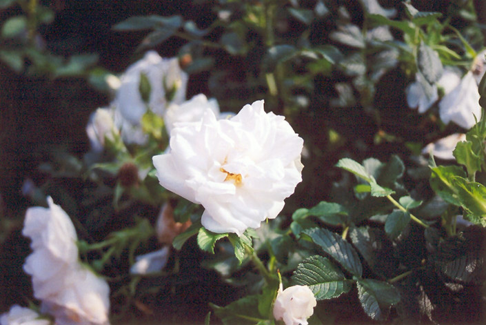 Blanc Double de Coubert Rose (Rosa 'Blanc Double de Coubert') at Ron Paul Garden Centre