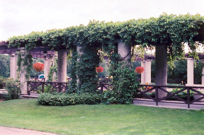 Virginia Creeper (Parthenocissus quinquefolia) at Ron Paul Garden Centre