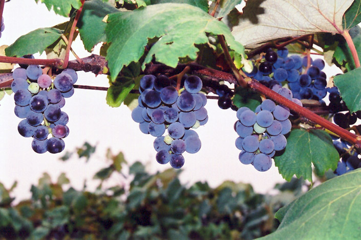 Concord Grape (Vitis 'Concord') at Ron Paul Garden Centre
