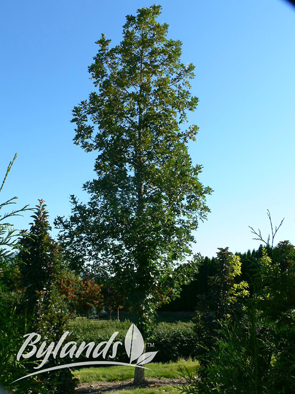 Top Gun Bur Oak (Quercus macrocarpa 'Top Gun') at Ron Paul Garden Centre