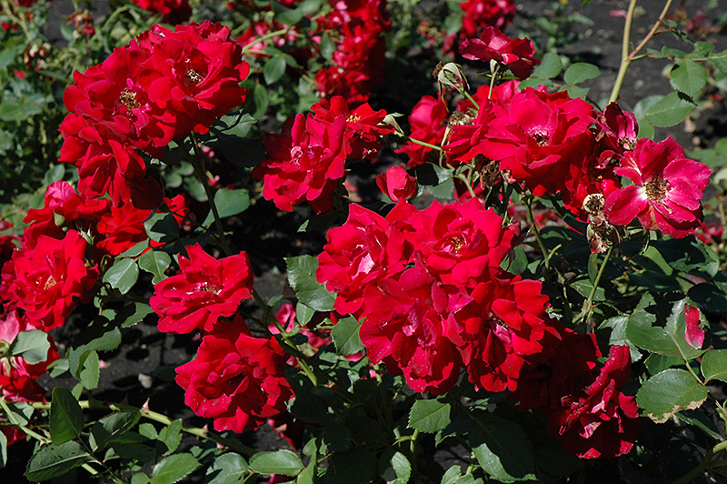 Champlain Rose (Rosa 'Champlain') at Ron Paul Garden Centre