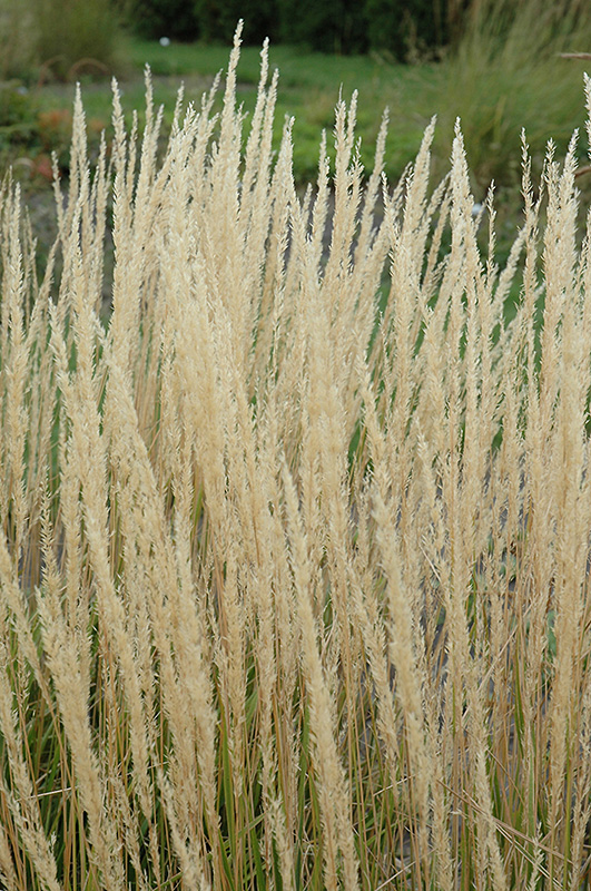 Karl Foerster Reed Grass (Calamagrostis x acutiflora 'Karl Foerster') at Ron Paul Garden Centre