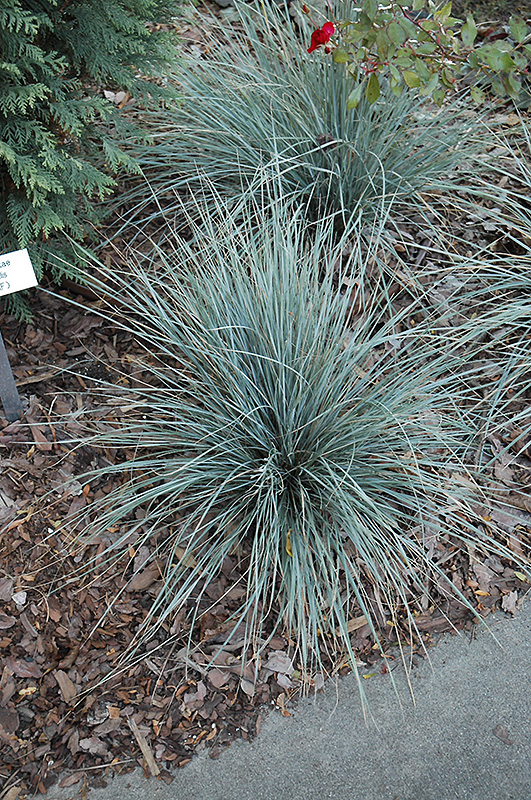 Sapphire Blue Oat Grass (Helictotrichon sempervirens 'Sapphire Blue') at Ron Paul Garden Centre