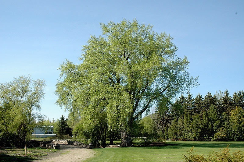 Plains Cottonwood (Populus deltoides) at Ron Paul Garden Centre