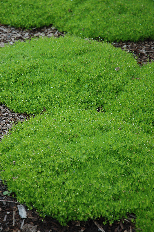 Irish Moss (Sagina subulata) at Ron Paul Garden Centre