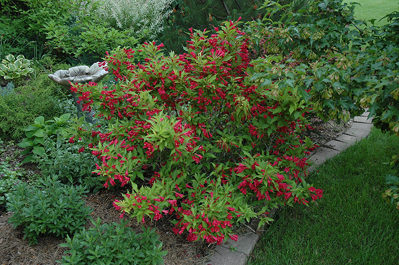 Red Prince Weigela (Weigela florida 'Red Prince') at Ron Paul Garden Centre