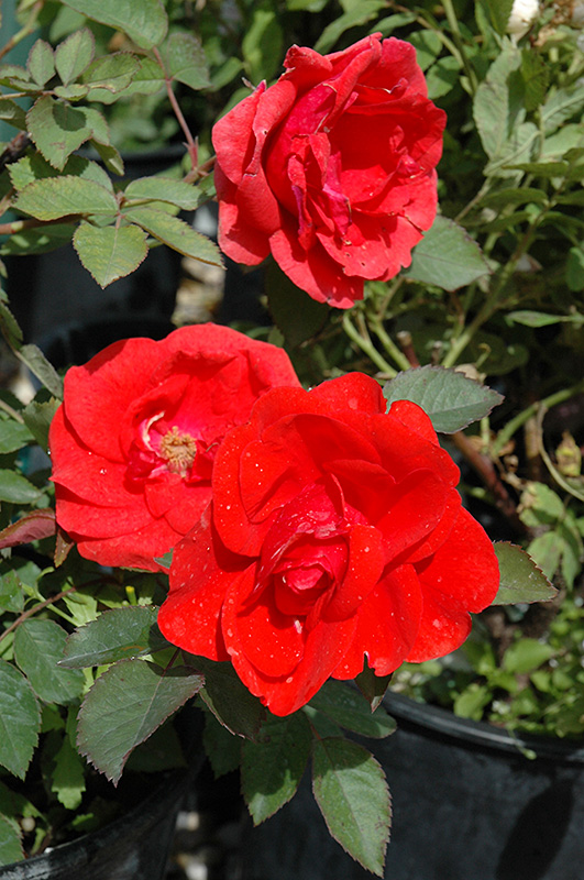 Morden Fireglow Rose (Rosa 'Morden Fireglow') at Ron Paul Garden Centre