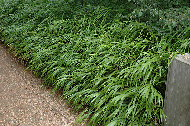 Japanese Woodland Grass (Hakonechloa macra) at Ron Paul Garden Centre
