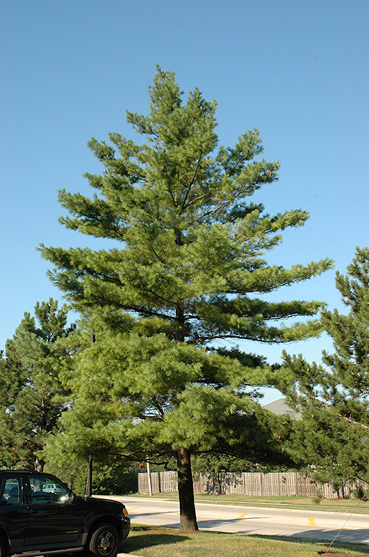 White Pine (Pinus strobus) at Ron Paul Garden Centre