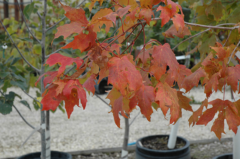 Unity Sugar Maple (Acer saccharum 'Unity') at Ron Paul Garden Centre