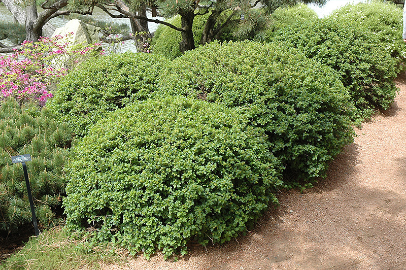 Green Mound Alpine Currant (Ribes alpinum 'Green Mound') at Ron Paul Garden Centre