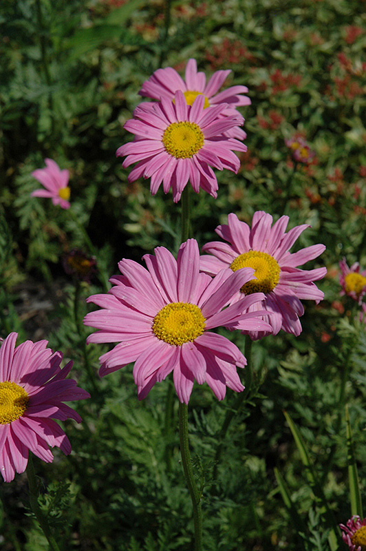 Robinson's Pink Painted Daisy (Tanacetum coccineum 'Robinson's Pink') at Ron Paul Garden Centre
