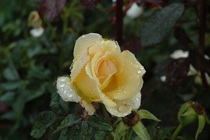 Centennial Rose (Rosa 'BAIcent') at Ron Paul Garden Centre