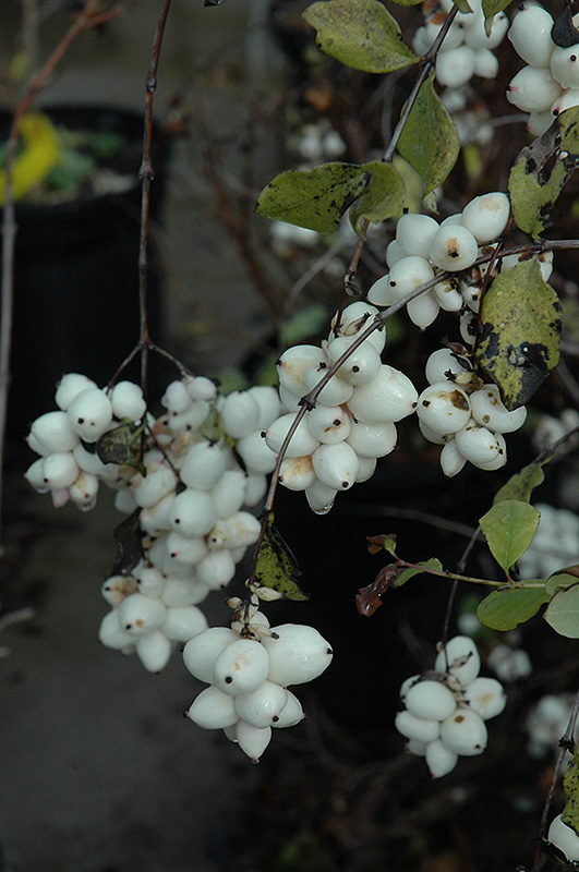 Snowberry (Symphoricarpos albus) at Ron Paul Garden Centre