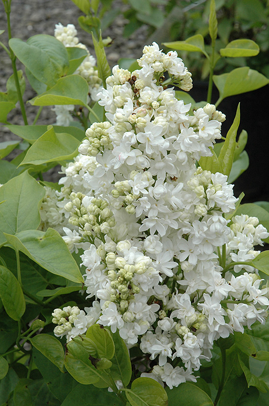 Mme. Lemoine Lilac (Syringa vulgaris 'Mme. Lemoine') at Ron Paul Garden Centre
