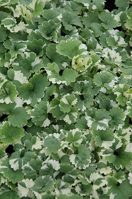 Variegated Ground Ivy (Glechoma hederacea 'Variegata') at Ron Paul Garden Centre