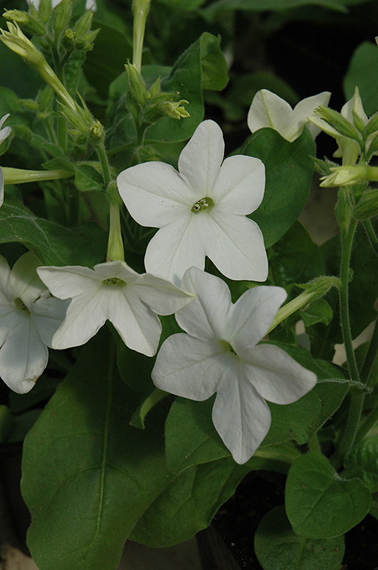 Saratoga White Flowering Tobacco (Nicotiana 'Saratoga White') at Ron Paul Garden Centre