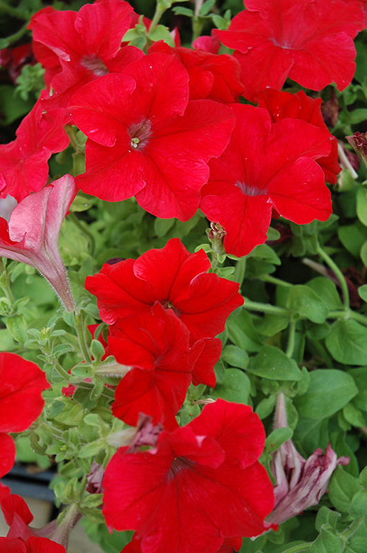 Dreams Red Petunia (Petunia 'Dreams Red') at Ron Paul Garden Centre
