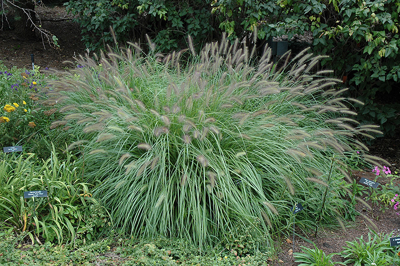 Fountain Grass (Pennisetum alopecuroides) at Ron Paul Garden Centre