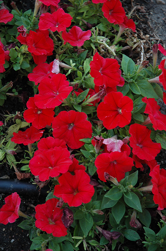 Mambo Red Petunia (Petunia 'Mambo Red') at Ron Paul Garden Centre