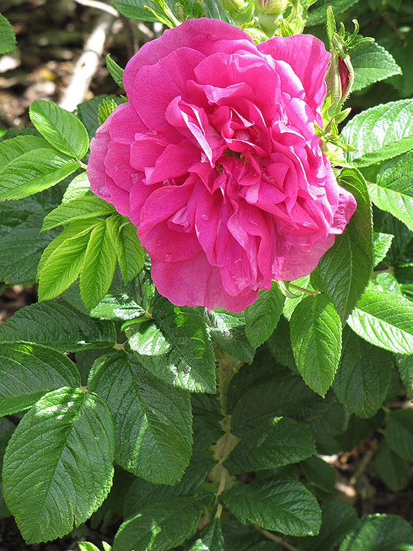 Hansa Rose (Rosa 'Hansa') at Ron Paul Garden Centre