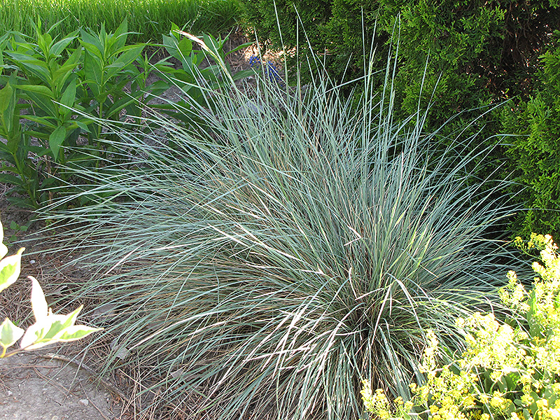 Sapphire Blue Oat Grass (Helictotrichon sempervirens 'Sapphire') at Ron Paul Garden Centre