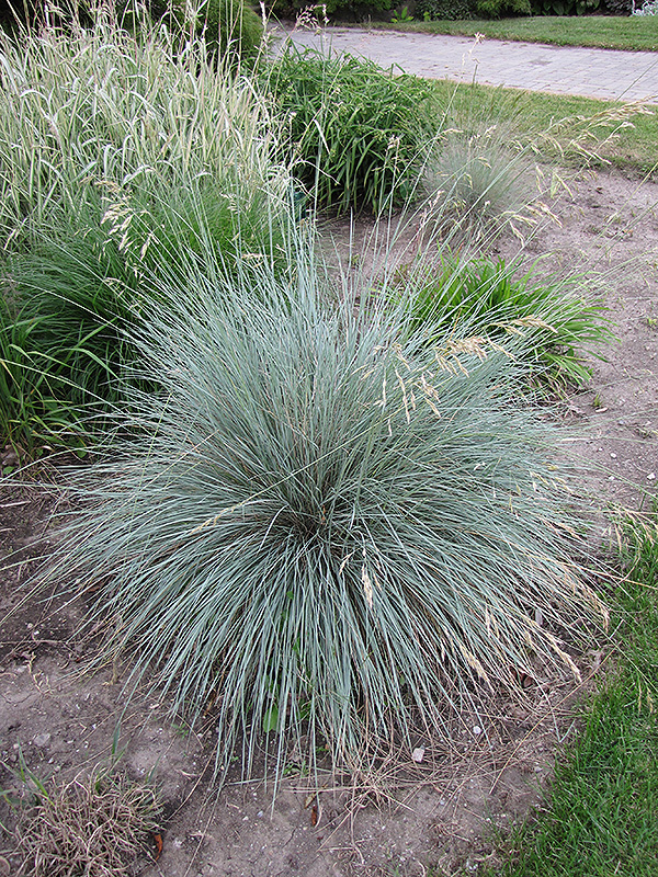 Blue Oat Grass (Helictotrichon sempervirens) at Ron Paul Garden Centre