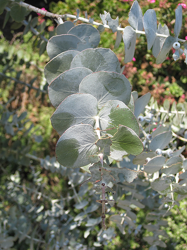 Baby Blue Silver-leaved Mountain Gum (Eucalyptus pulverulenta 'Baby Blue') at Ron Paul Garden Centre