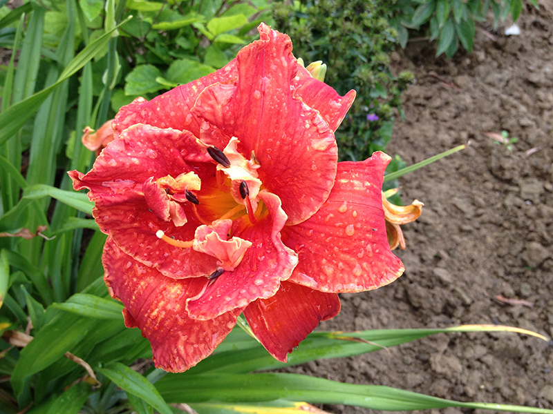 Moses Fire Daylily (Hemerocallis 'Moses Fire') at Ron Paul Garden Centre