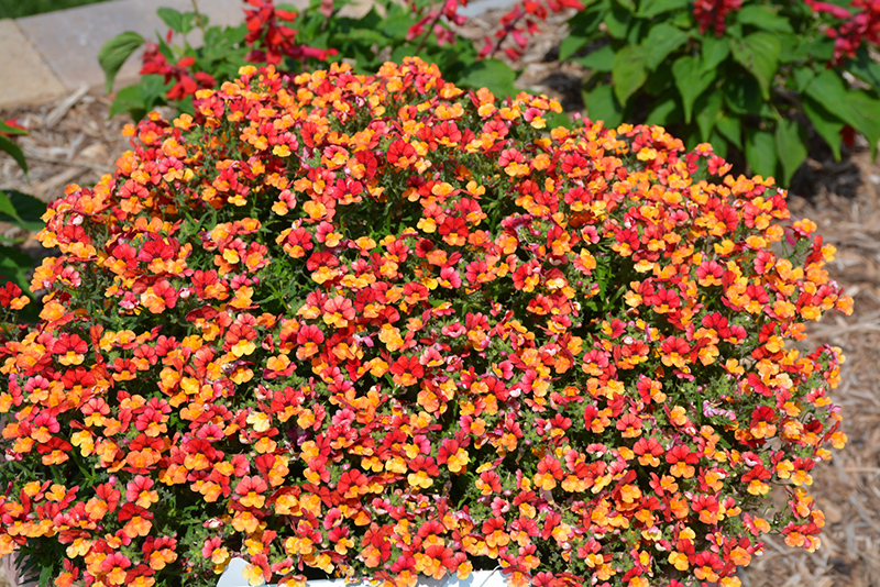 Babycakes Little Orange Nemesia (Nemesia 'Babycake Little Orange') in