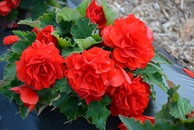 Nonstop Red Begonia (Begonia 'Nonstop Red') at Ron Paul Garden Centre