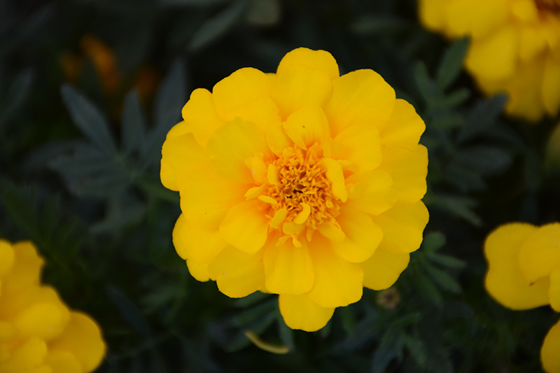 Durango Yellow Marigold (Tagetes patula 'Durango Yellow') at Ron Paul Garden Centre
