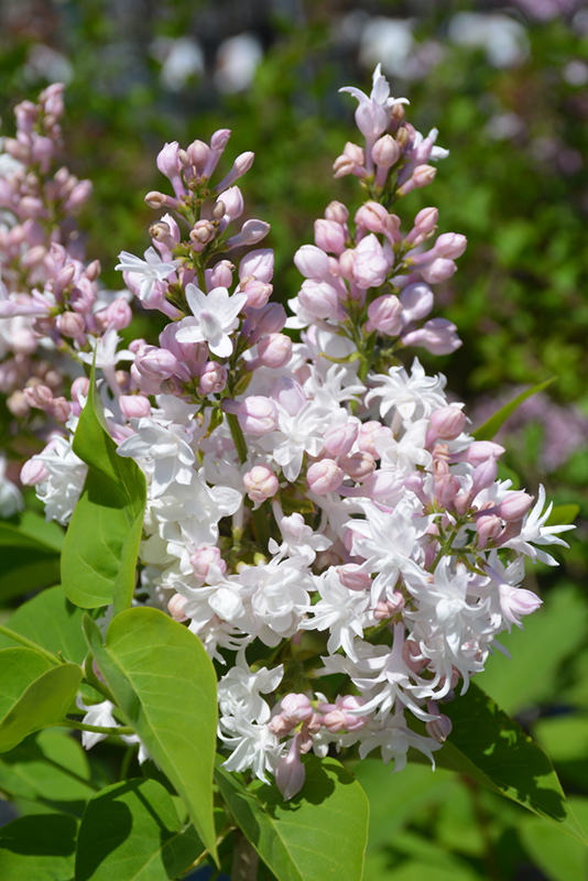 Beauty of Moscow Lilac (Syringa vulgaris 'Beauty of Moscow') at Ron Paul Garden Centre