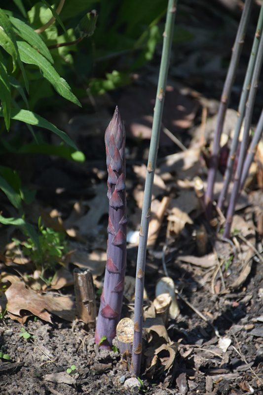 Purple Passion Asparagus (Asparagus 'Purple Passion') at Ron Paul Garden Centre