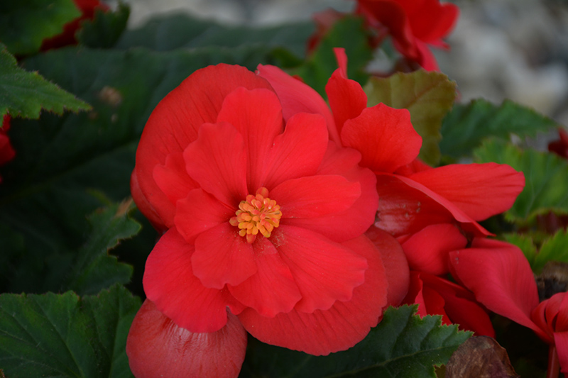 Nonstop Red Begonia (Begonia 'Nonstop Red') at Ron Paul Garden Centre