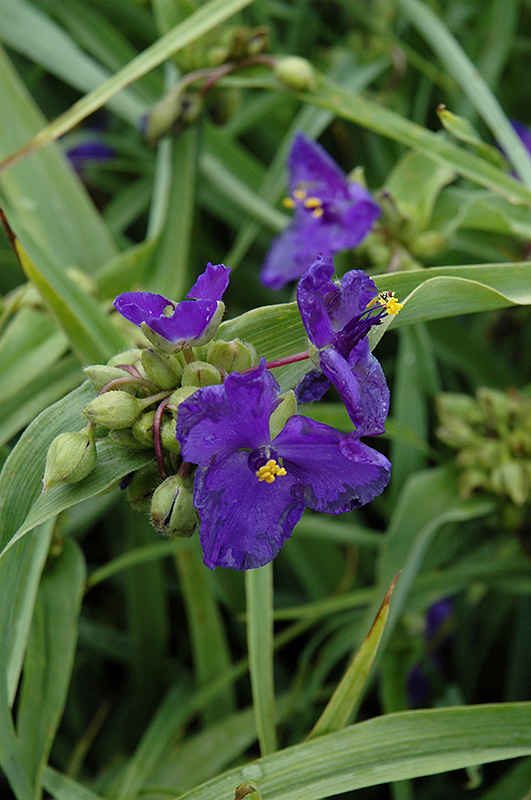Zwanenburg Blue Spiderwort (Tradescantia x andersoniana 'Zwanenburg Blue') at Ron Paul Garden Centre