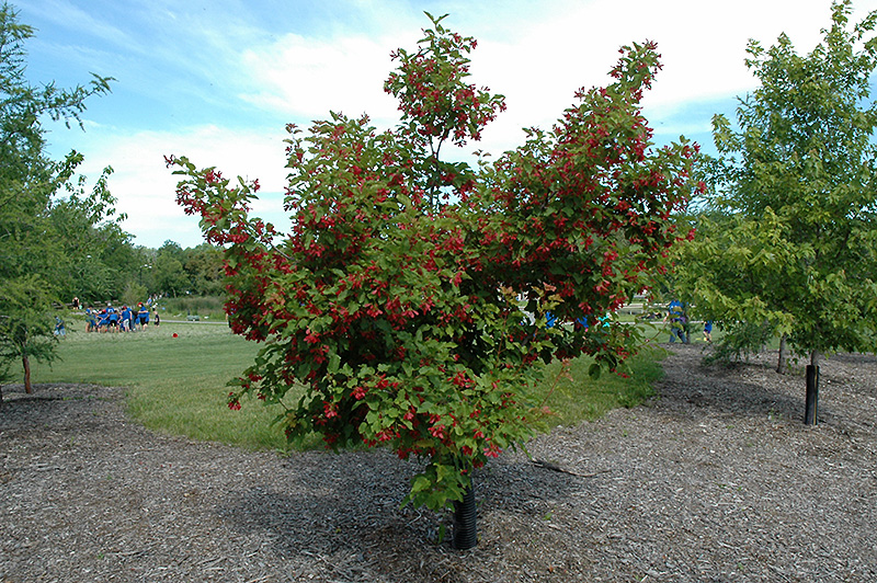 Hot Wings Tatarian Maple (Acer tataricum 'GarAnn') at Ron Paul Garden Centre