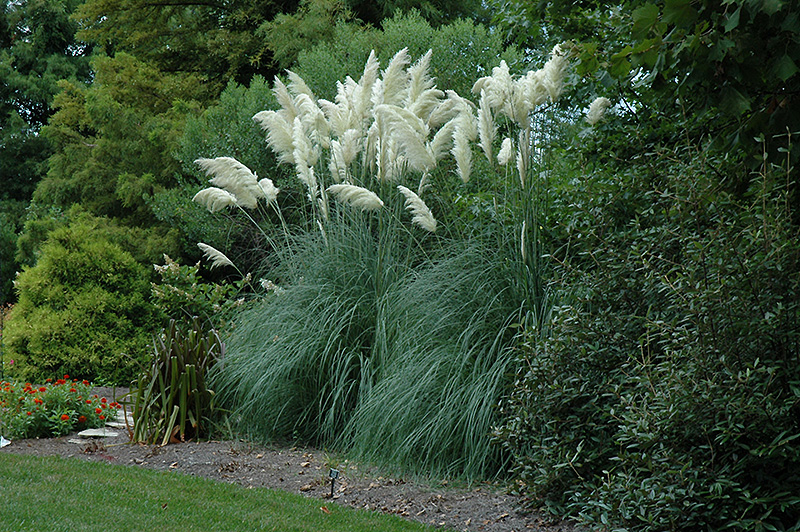Pampas Grass (Cortaderia selloana) at Ron Paul Garden Centre