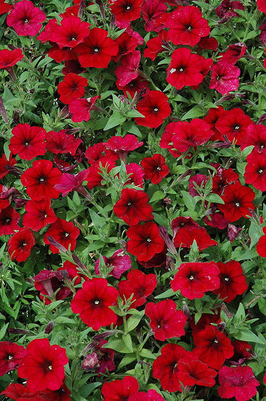 Easy Wave Red Velour Petunia (Petunia 'Easy Wave Red Velour') at Ron Paul Garden Centre