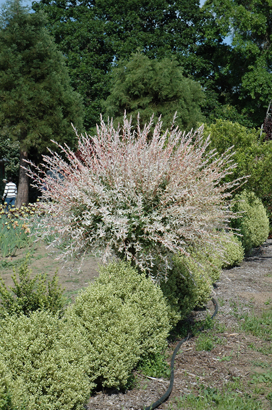 Tricolor Willow (tree form) (Salix integra 'Hakuro Nishiki (tree form)') at Ron Paul Garden Centre