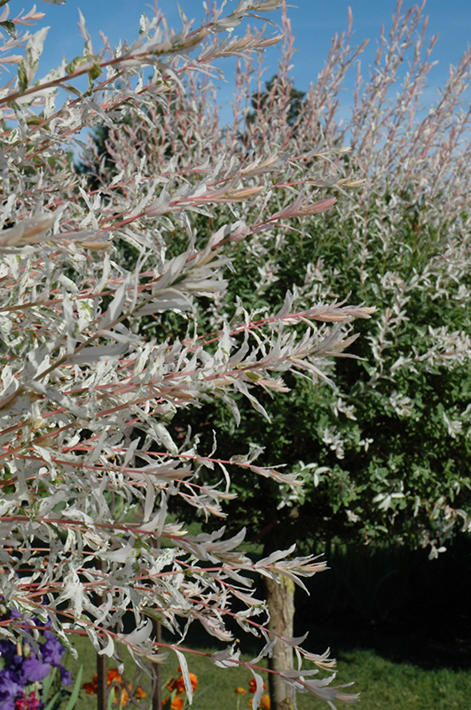 Tricolor Willow (tree form) (Salix integra 'Hakuro Nishiki (tree form)') at Ron Paul Garden Centre