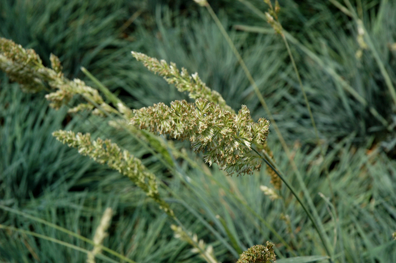 koeleria glauca