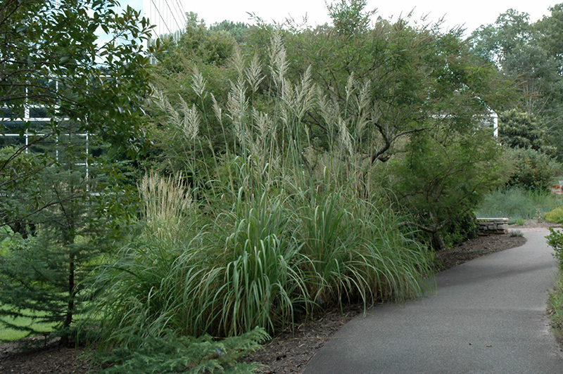 Ravenna Grass (Erianthus ravennae) at Ron Paul Garden Centre