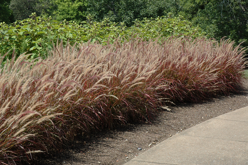 Purple Fountain Grass (Pennisetum setaceum 'Rubrum') at Ron Paul Garden Centre