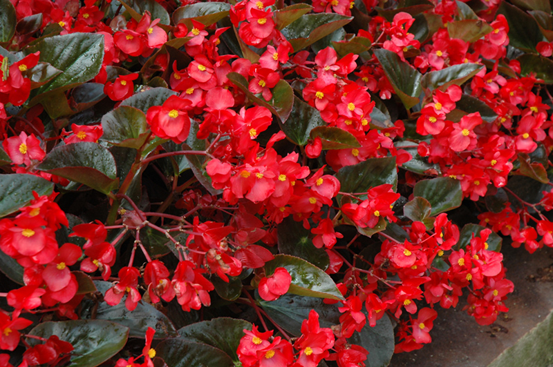 Whopper Red Bronze Leaf Begonia (Begonia 'Whopper Red Bronze Leaf') at Ron Paul Garden Centre