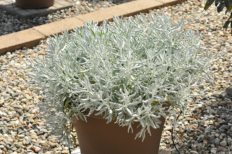 FanciFillers Silver Strand Saladbush (Didelta 'WESDIFANFISIST') at Ron Paul Garden Centre