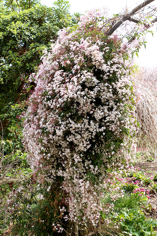 Climbing Jasmine (Jasminum polyanthum) at Ron Paul Garden Centre