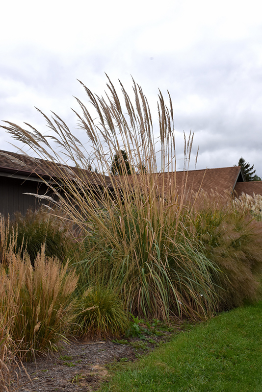 Ravenna Grass (Erianthus ravennae) at Ron Paul Garden Centre