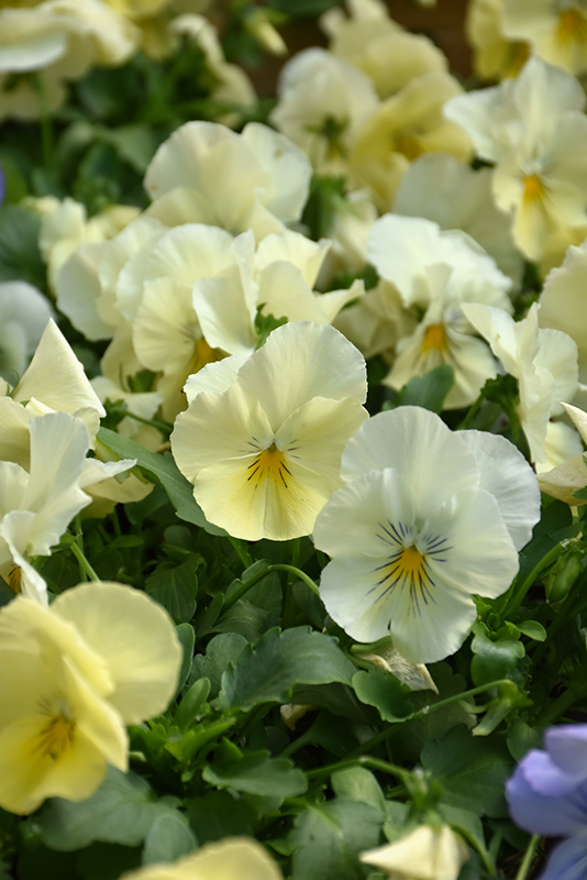 Cool Wave Yellow Pansy (Viola x wittrockiana 'PAS904972') at Ron Paul Garden Centre