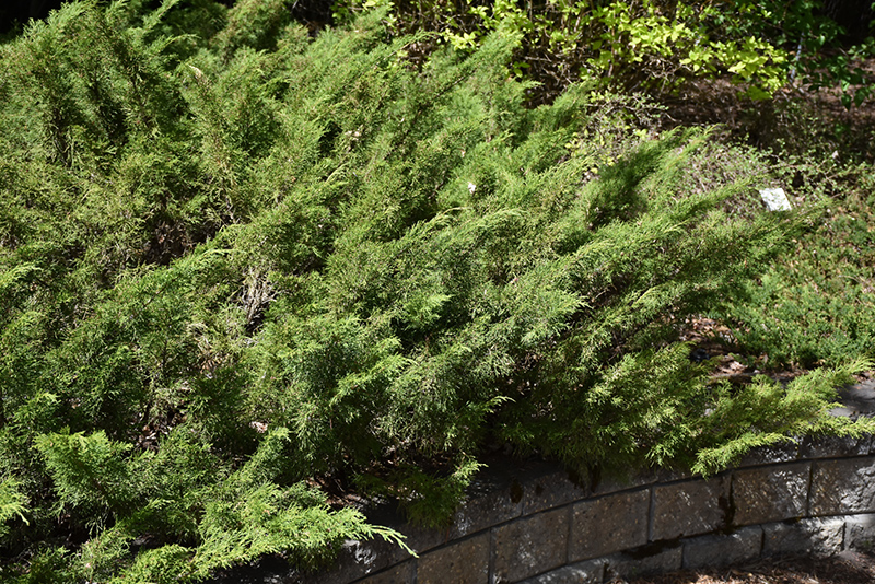 Skandia Juniper (Juniperus sabina 'Skandia') at Ron Paul Garden Centre